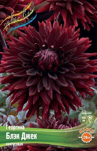 Георгина Блэк Джек 1шт (Колорлайн)