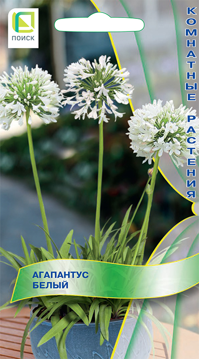 Агапантус Белый 3шт (Поиск)