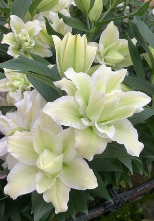 Лилия ROSELILY Джоелла (Восточная/Махровая) 12/14 1шт (Колорлайн)