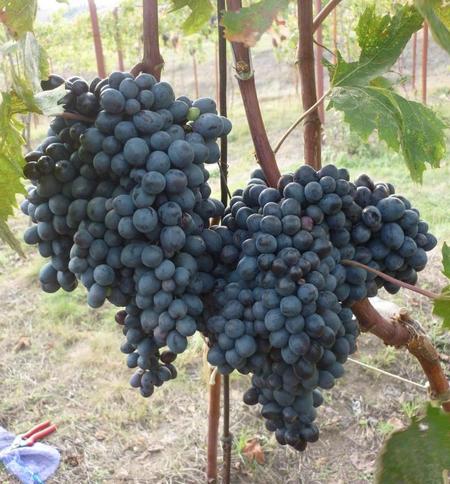 Виноград Кишмиш Осенний королевский (Отэм Роял сидлис) (коробка) 1шт (Поиск)