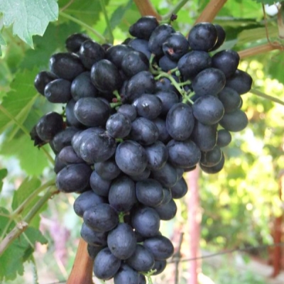 Виноград Аттика (коробка) 1шт (Поиск)