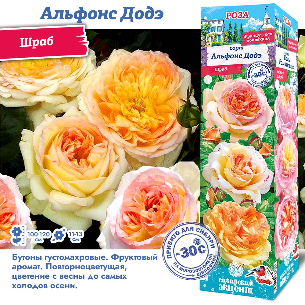 Роза Альфонс Додэ (Чайно-гибридная) 1шт (Сиб сад)