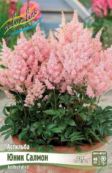 Астильба Юник Салмон 2/3 1шт (Колорлайн)