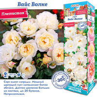 Роза Вайс Волке (Плетистая) 1шт (Сиб сад)