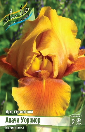 Ирис Апачи Уорриор (Германский) 1шт (Колорлайн)