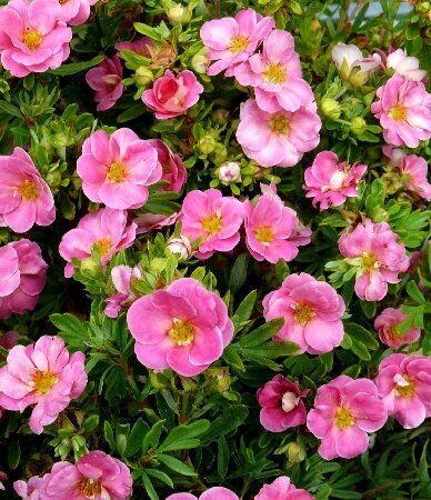 Лапчатка Пинк Парадайз (туба Р9) 1шт (Колорлайн)