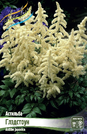 Астильба Глэдстоун 2/3 1шт (Колорлайн)