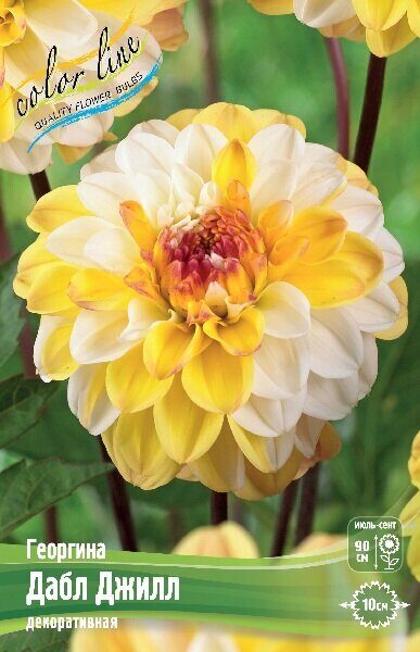 Георгина Дабл Джилл 1шт (Колорлайн)