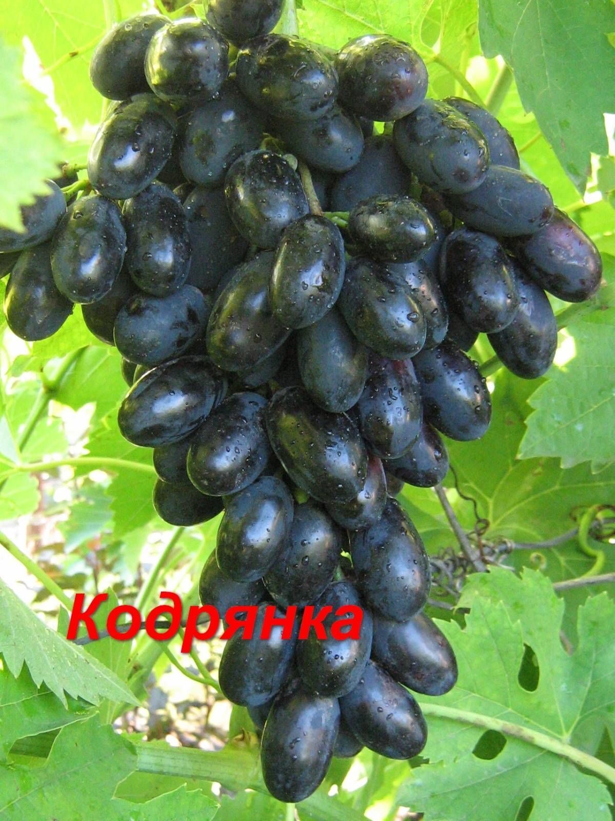 Виноград Кодрянка (коробка) 1шт (Поиск)