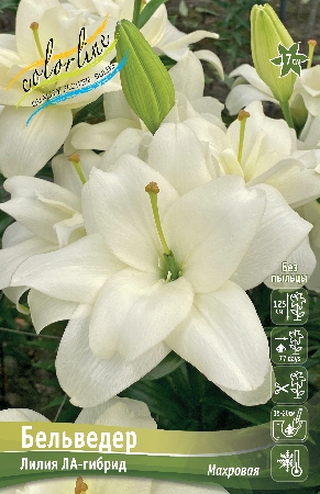 Лилия Бельведер (ЛА гибрид/Махровая) 16/18 3шт (Колорлайн)