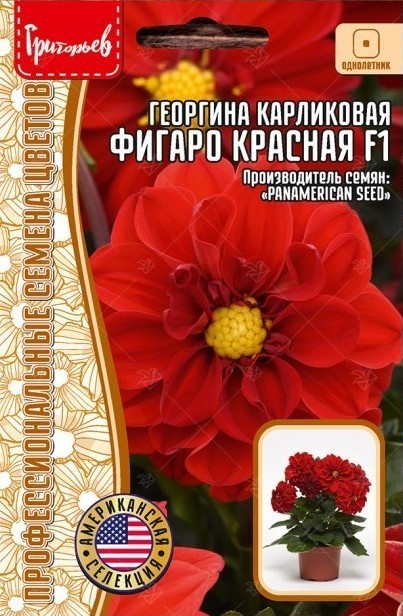Георгина Фигаро F1 красная однолетник 5шт (Ред.сем)