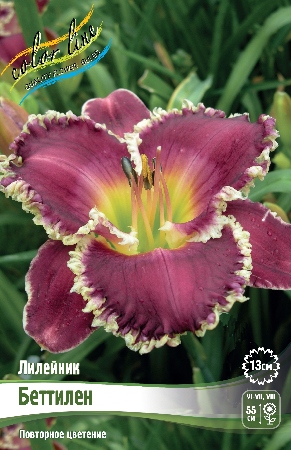 Лилейник Беттилен 1шт (Колорлайн)
