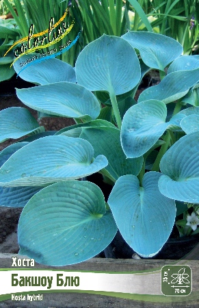 Хоста Бакшоу Блю 1шт (Колорлайн)