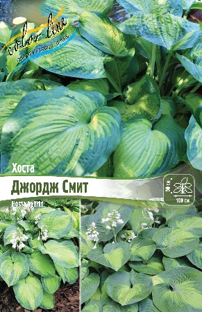 Хоста Джордж Смит 1шт (Колорлайн)