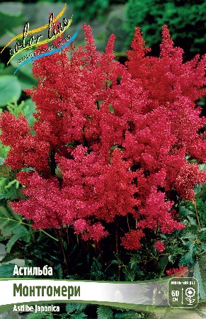 Астильба Монтгомери 2/3 1шт (Колорлайн)
