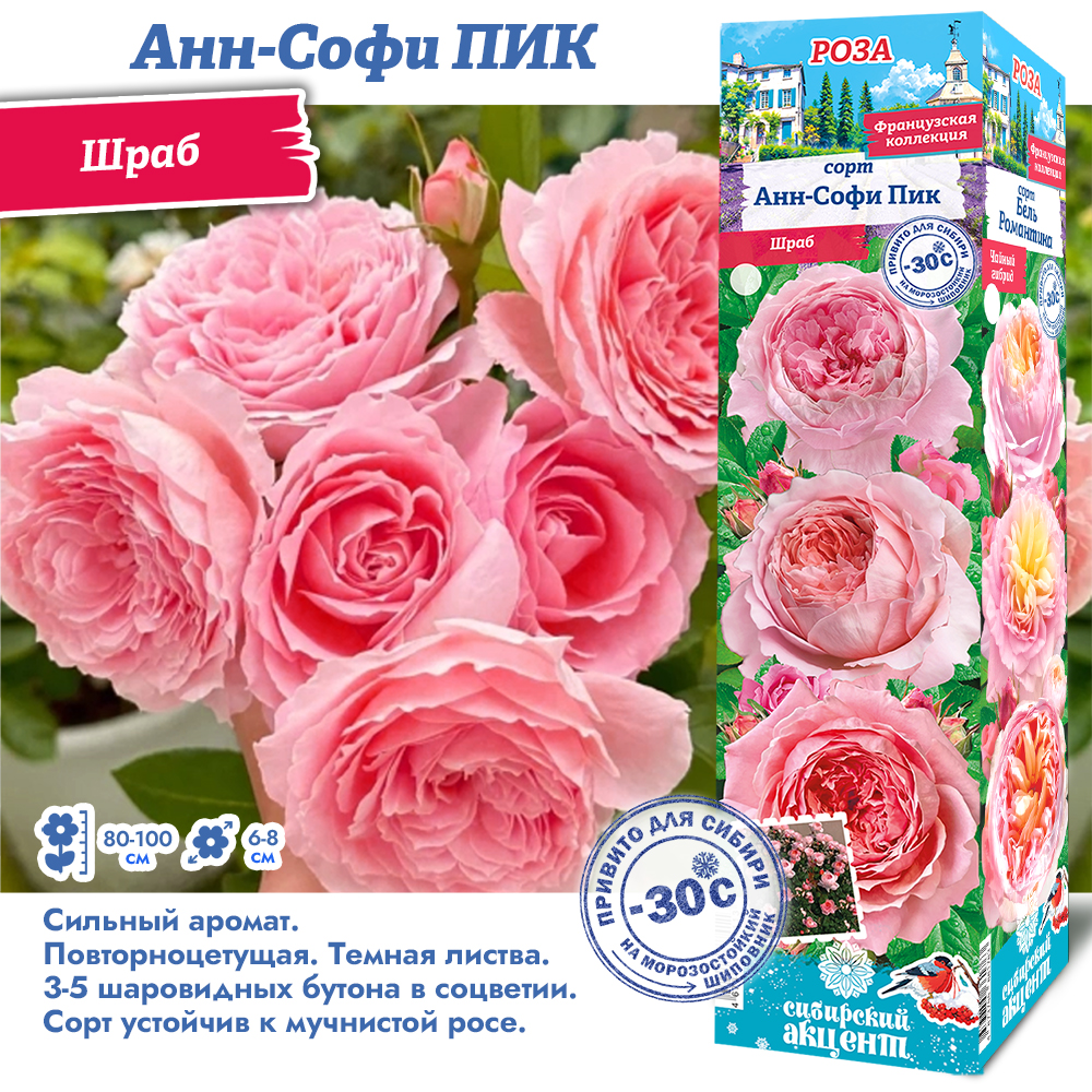 Роза Анн-Софи ПИК (Шраб) 1шт (Сиб сад)