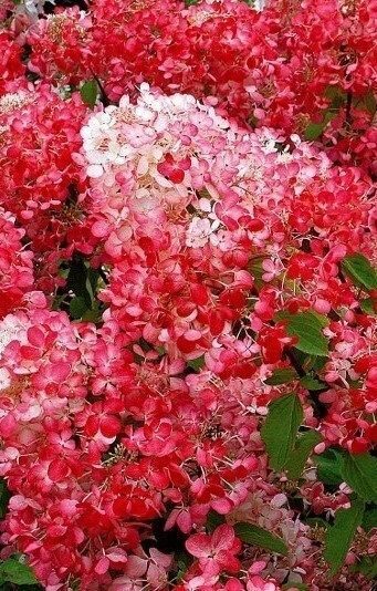 Гортензия Диамонд Руж (Метельчатая) (туба Р9) 1шт (Колорлайн)