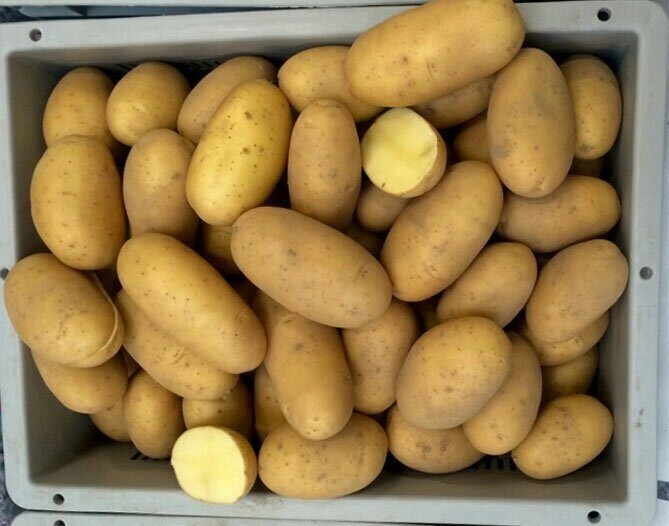 Картофель Королева Анна 1 репродукция 2кг (Россия)