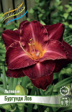 Лилейник Бургунди Лов 1шт (Колорлайн)
