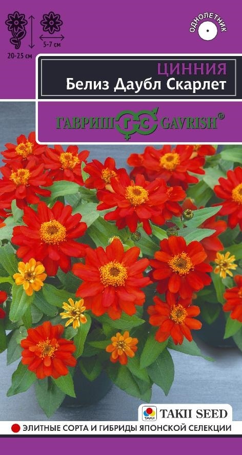 Цинния Белиз даубл скарлет эксклюзив 5шт (Гавриш)