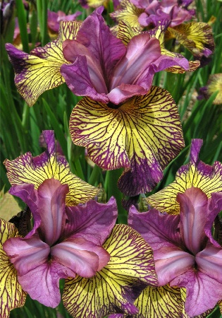 Ирис Джунипер Ли (Сибирский) 1шт (Колорлайн)