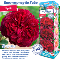 Роза Бисэнтэнер дэ Гийо (Шраб) 1шт (Сиб сад)