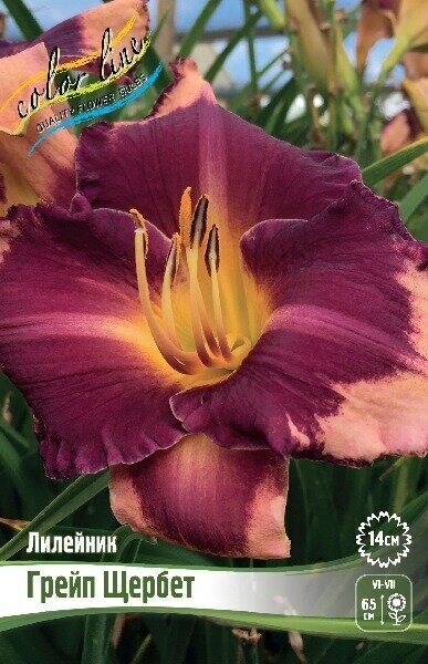 Лилейник Грейп Щербет 1шт (Колорлайн)