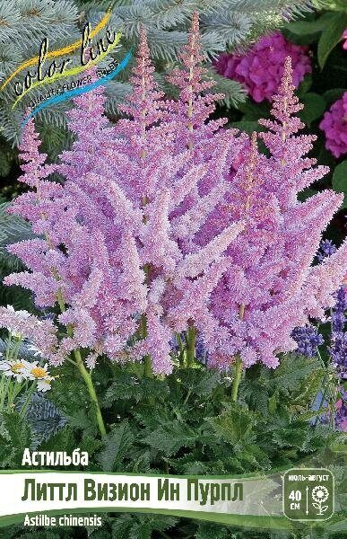 Астильба Литтл Визион Ин Пурпл 2/3 1шт (Колорлайн)