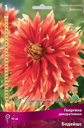 Георгина Бодейшс 1шт (Поиск)