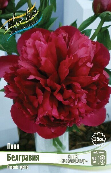 Пион Белгравия 2/3 1шт (Колорлайн)