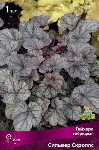 Гейхера Сильвер Скроллс 1шт (Поиск)