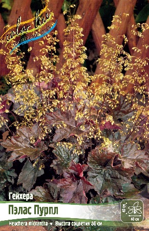 Гейхера Пэлас Пурпл 1шт (Колорлайн)