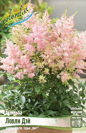 Астильба Ловли Дэй 2/3 1шт (Колорлайн)
