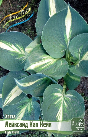 Хоста Лейксайд Кап Кейк 1шт (Колорлайн)