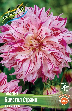 Георгина Бристол Страйп 1шт (Колорлайн)