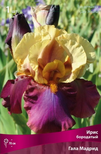 Ирис Гала Мадрид (Германский) 1шт (Поиск)