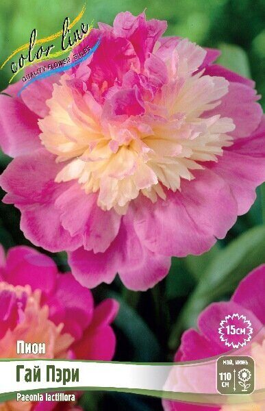 Пион Гай Пэри 2/3 1шт (Колорлайн)