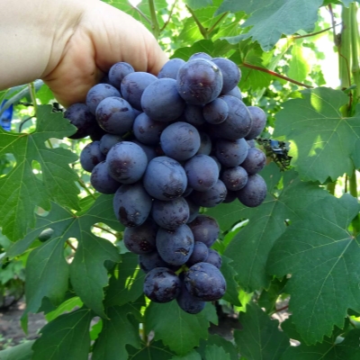 Виноград Дар Несветая (коробка) 1шт (Сиб Сад)