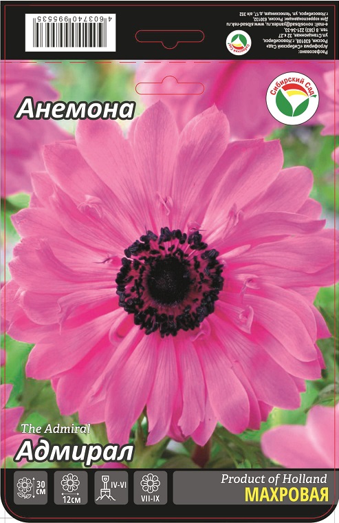 Анемона Адмирал 5/6 15шт (Сиб сад)