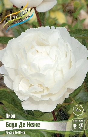 Пион Боул Де Неже 2/3 1шт (Колорлайн)