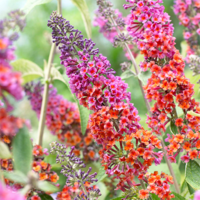 Буддлея Флауер Пауэр 1шт (Поиск)