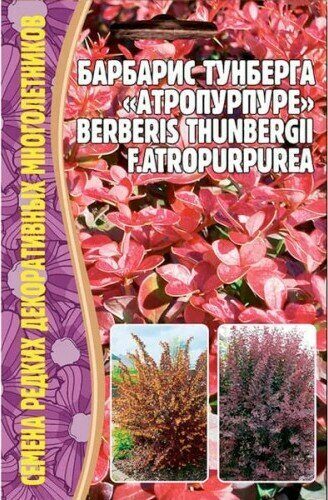 Барбарис Тунберга Атропурпуре 10шт (Ред.Сем)