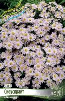 Астра Сноуспрайт 1шт (Колорлайн)