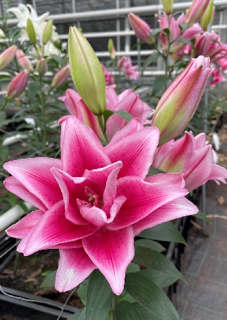 Лилия ROSELILY Джасмина (Восточная/Махровая) 12/14 1шт (Колорлайн)