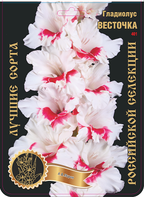 Гладиолус Весточка 401,Мурин 2 р-р 1шт (Ф)