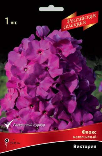 Флокс Виктория 1шт (Поиск)