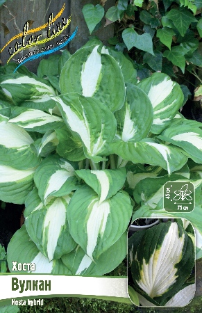 Хоста Вулкан 1шт (Колорлайн)