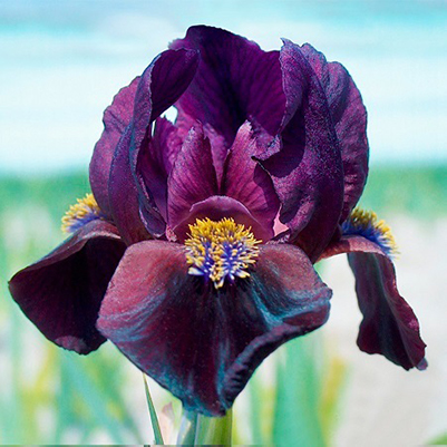 Ирис Демон (Карликовый) 1шт (Поиск)