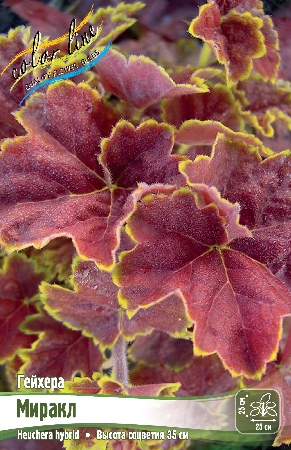 Гейхера Миракл 1шт (Колорлайн)
