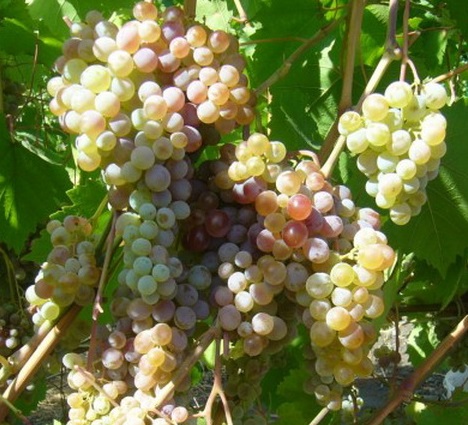 Виноград Геракл (коробка) 1шт (Сиб Сад)